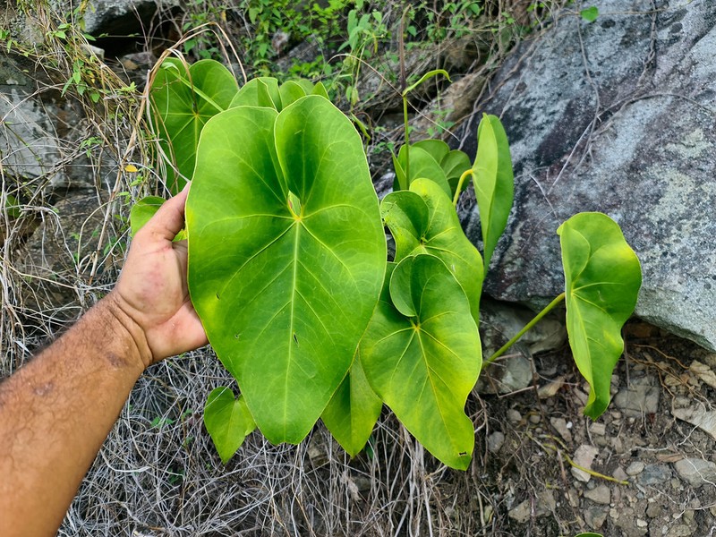 Organ Mountain Laceleaf photo 3