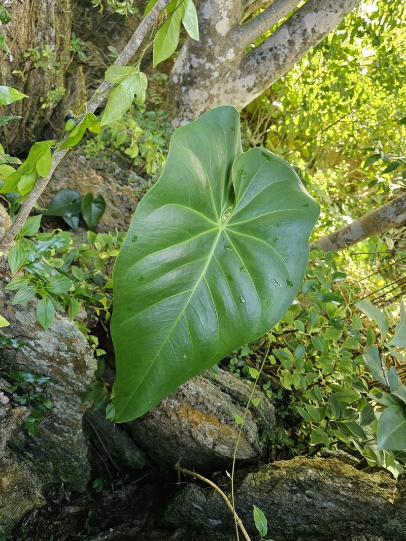 Organ Mountain Laceleaf photo 4