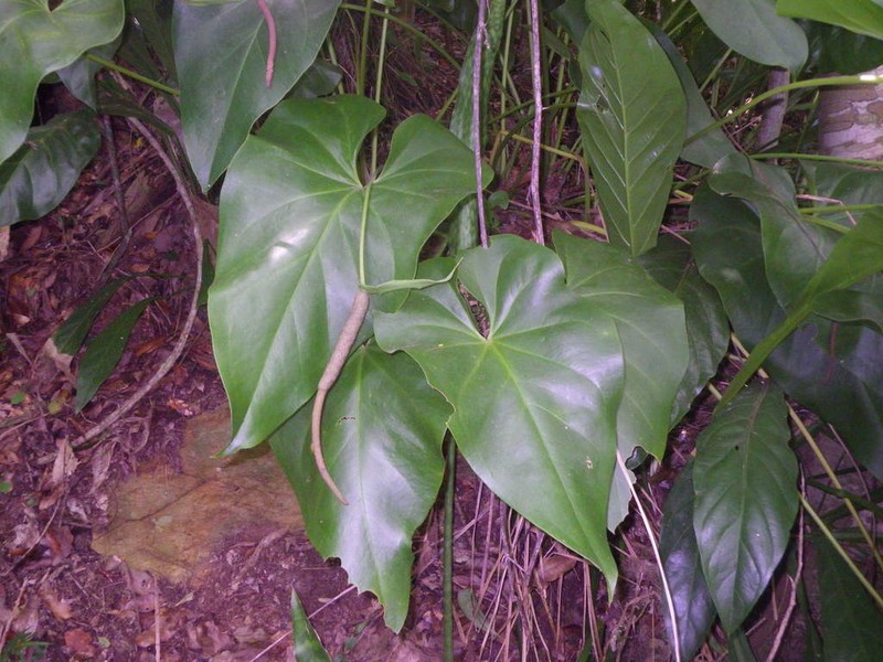 Organ Mountain Laceleaf photo 5