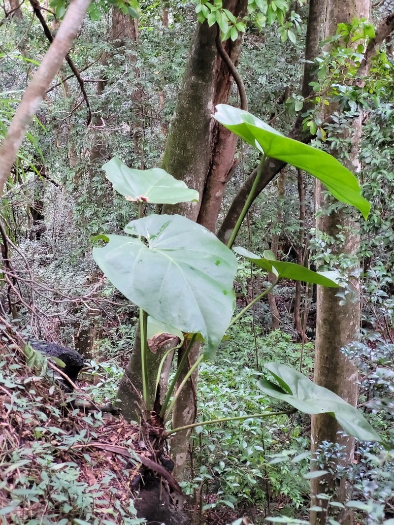 Organ Mountain Laceleaf photo 6