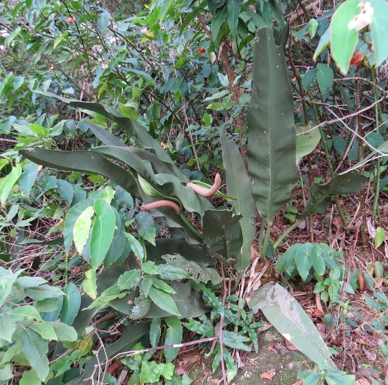 Anthurium coriaceum