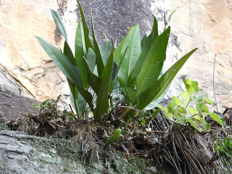 Anthurium coriaceum photo 2