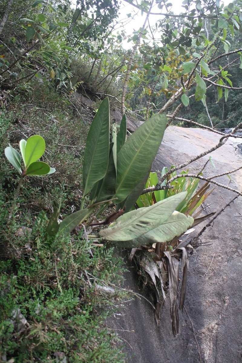 Anthurium coriaceum photo 3