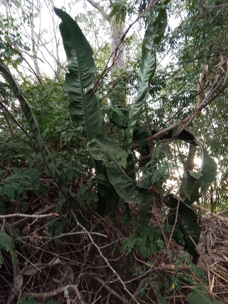 Anthurium coriaceum photo 4