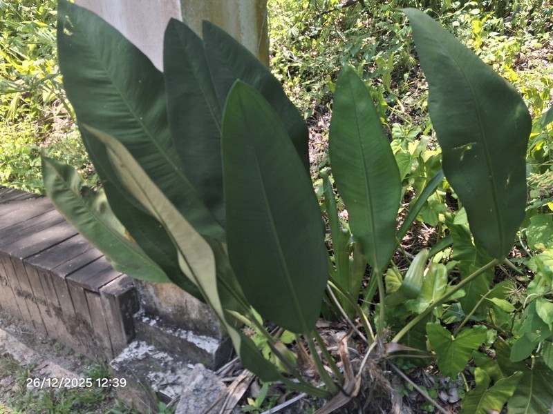 Anthurium coriaceum photo 5