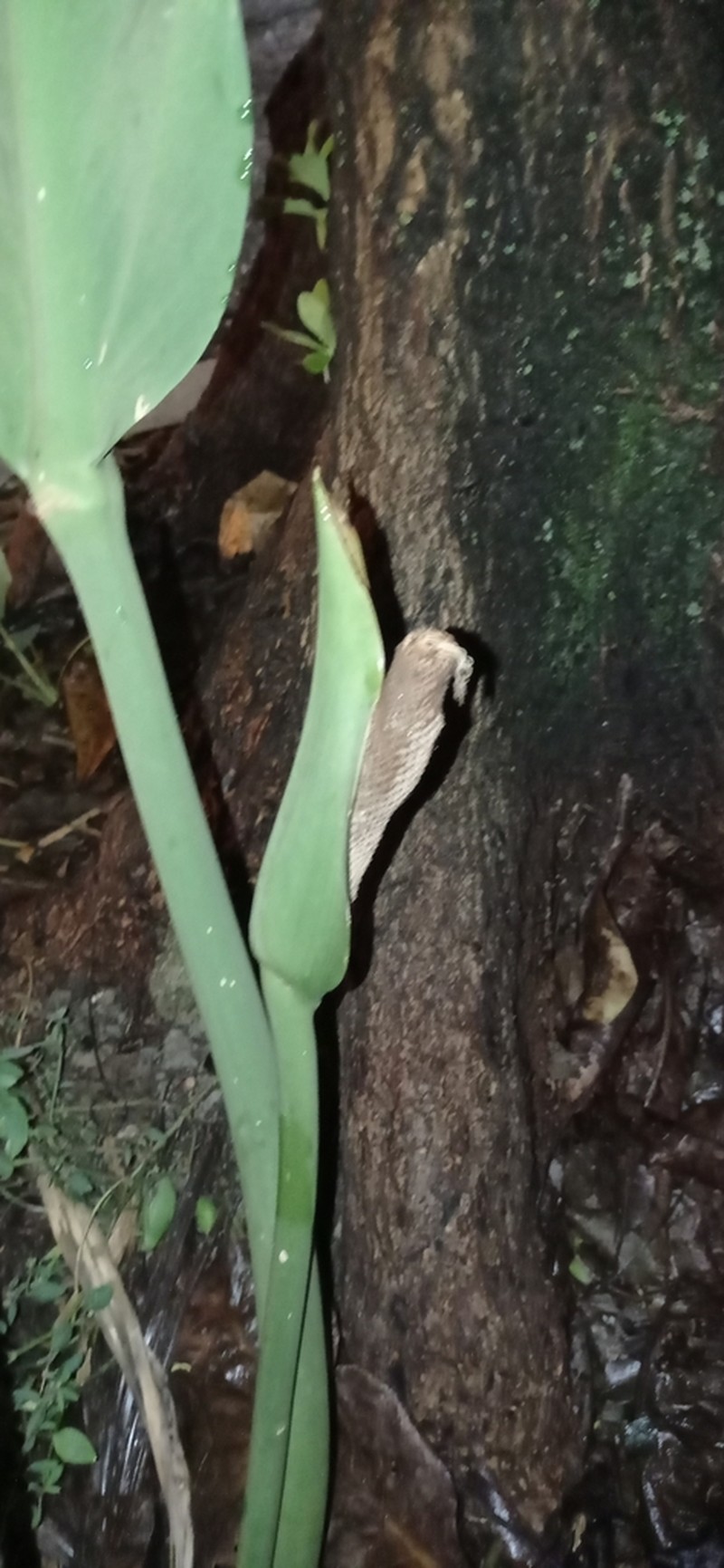 Anthurium coriaceum photo 6