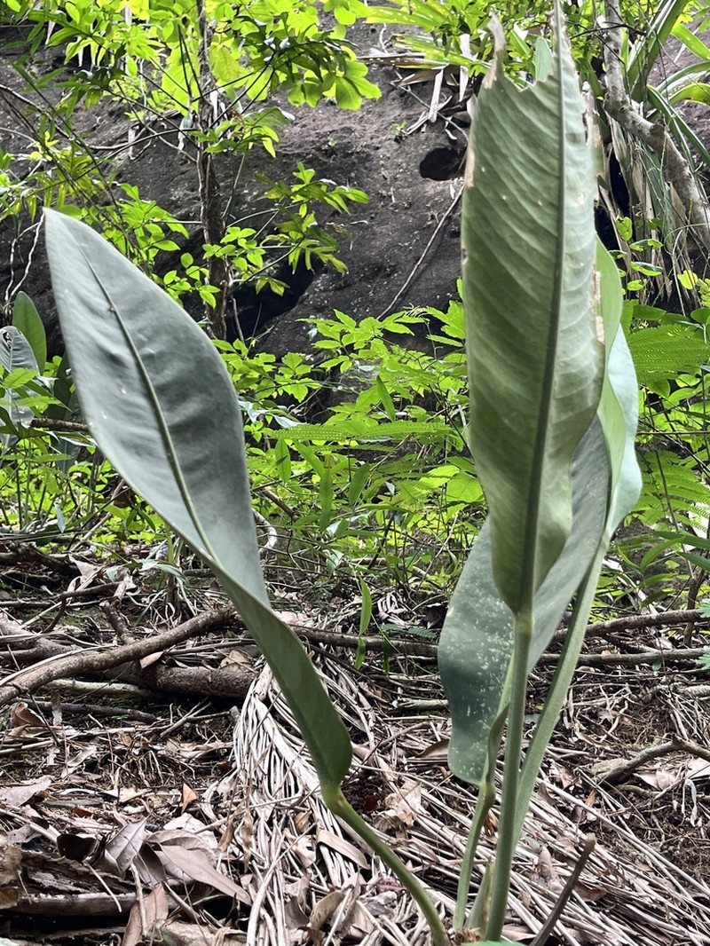 Anthurium coriaceum photo 7