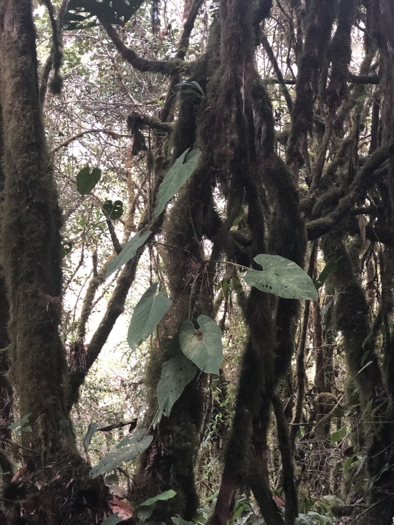 Anthurium coripatense
