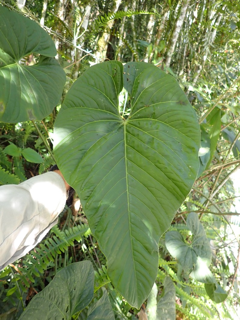 Anthurium coripatense photo 3