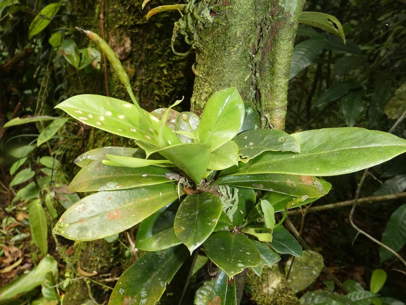Anthurium correae photo 3