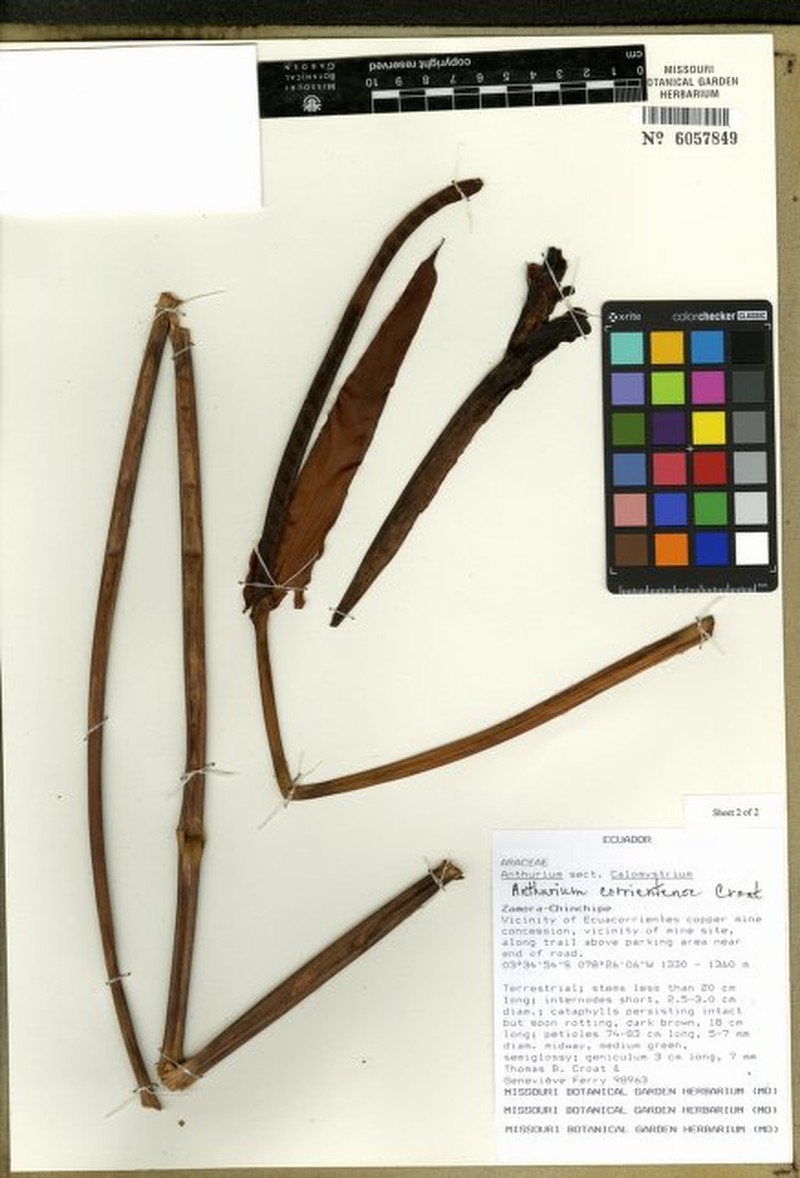 Anthurium corrientense