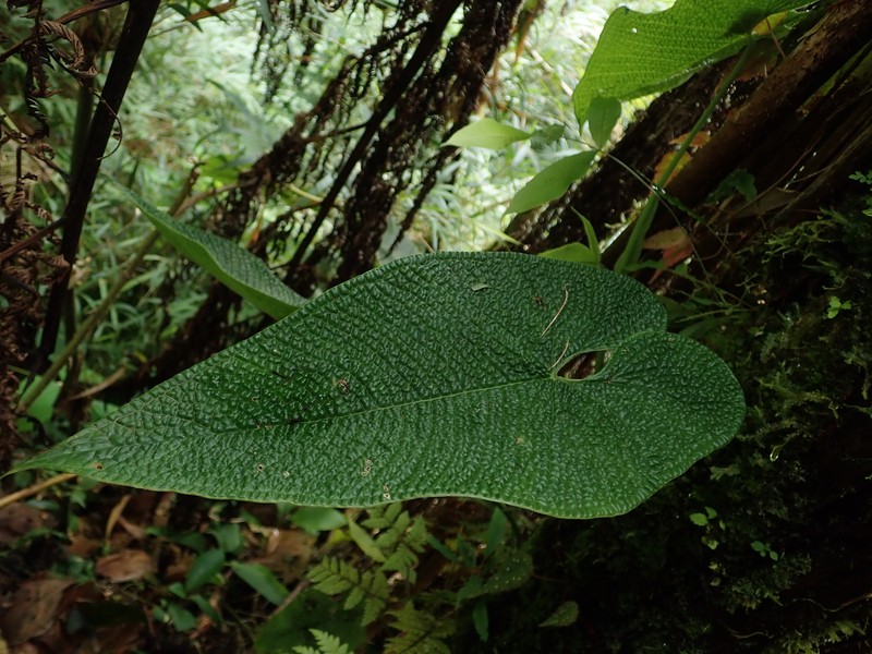 Anthurium corrugatum