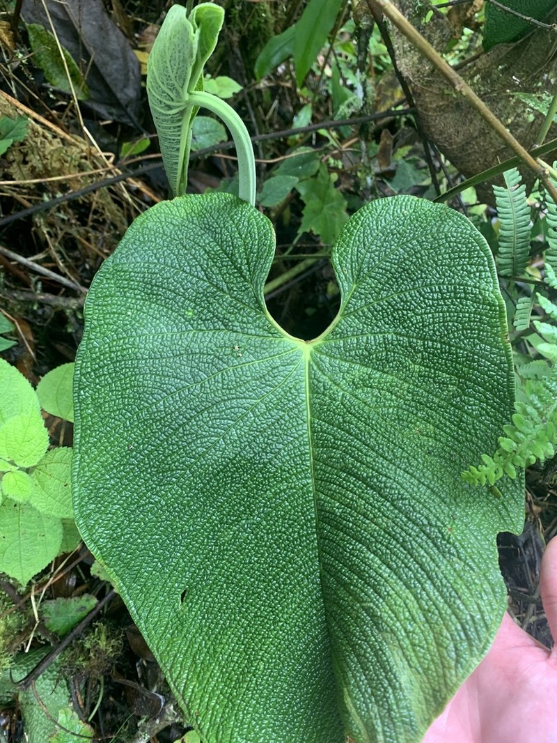 Anthurium corrugatum photo 2