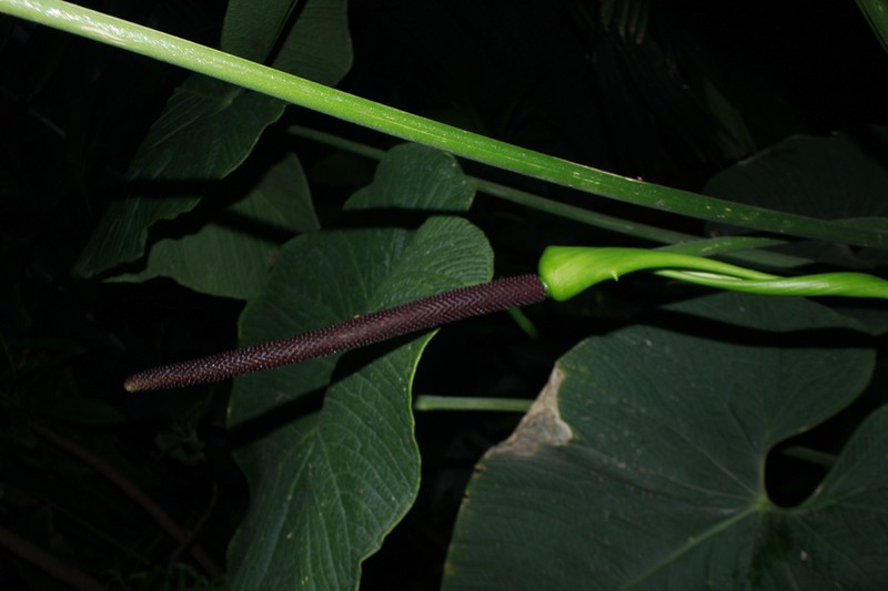 Anthurium corrugatum photo 4