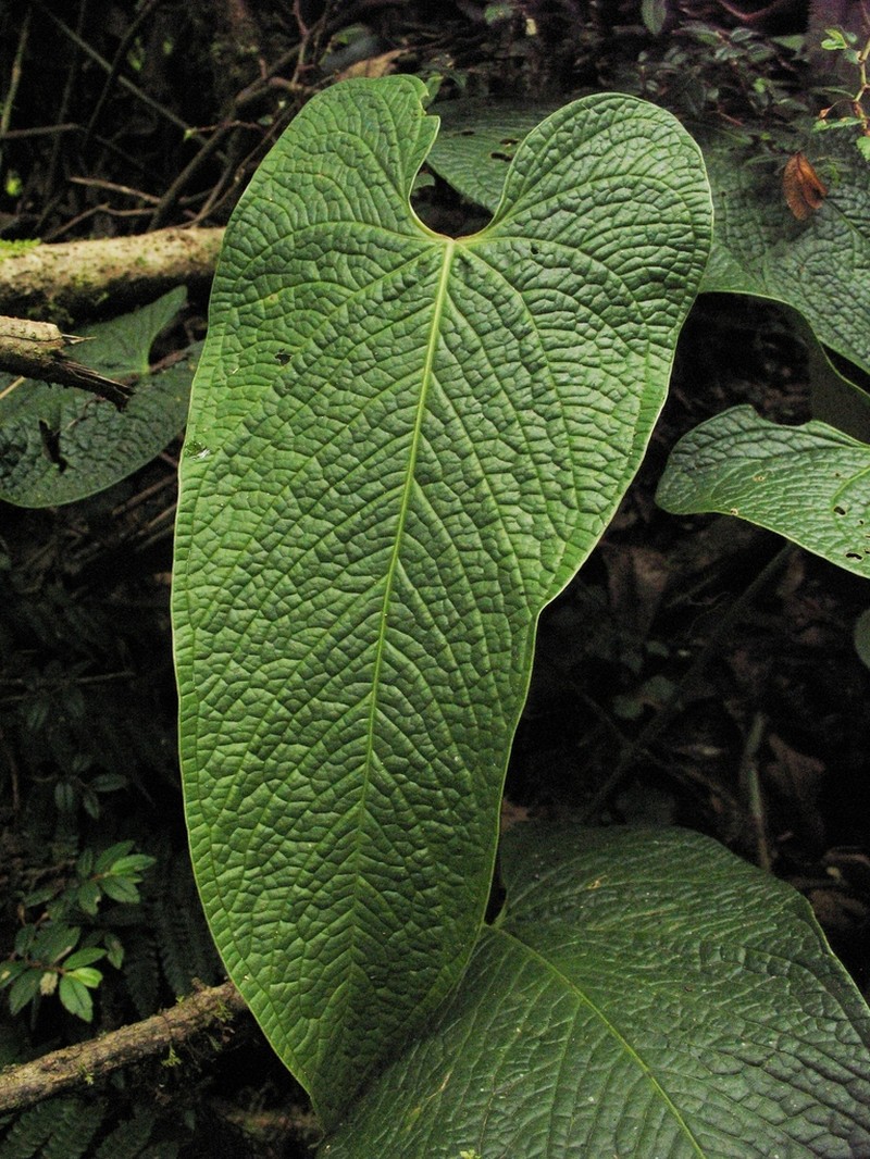 Anthurium corrugatum photo 5