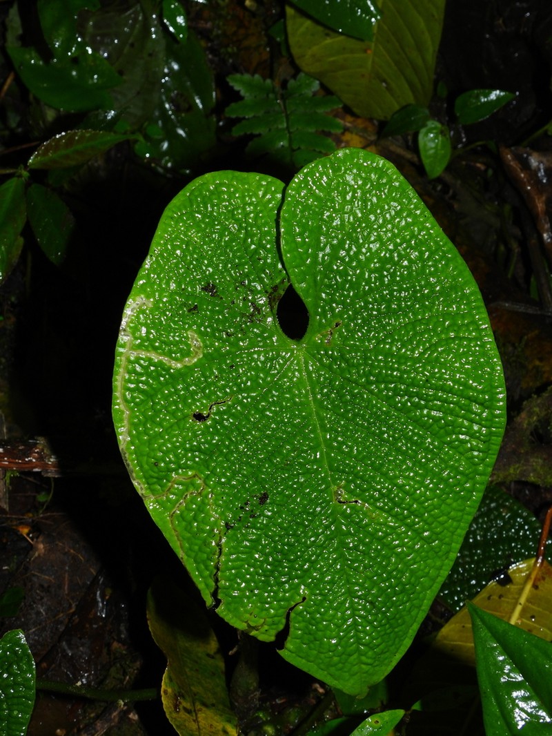 Anthurium corrugatum photo 6