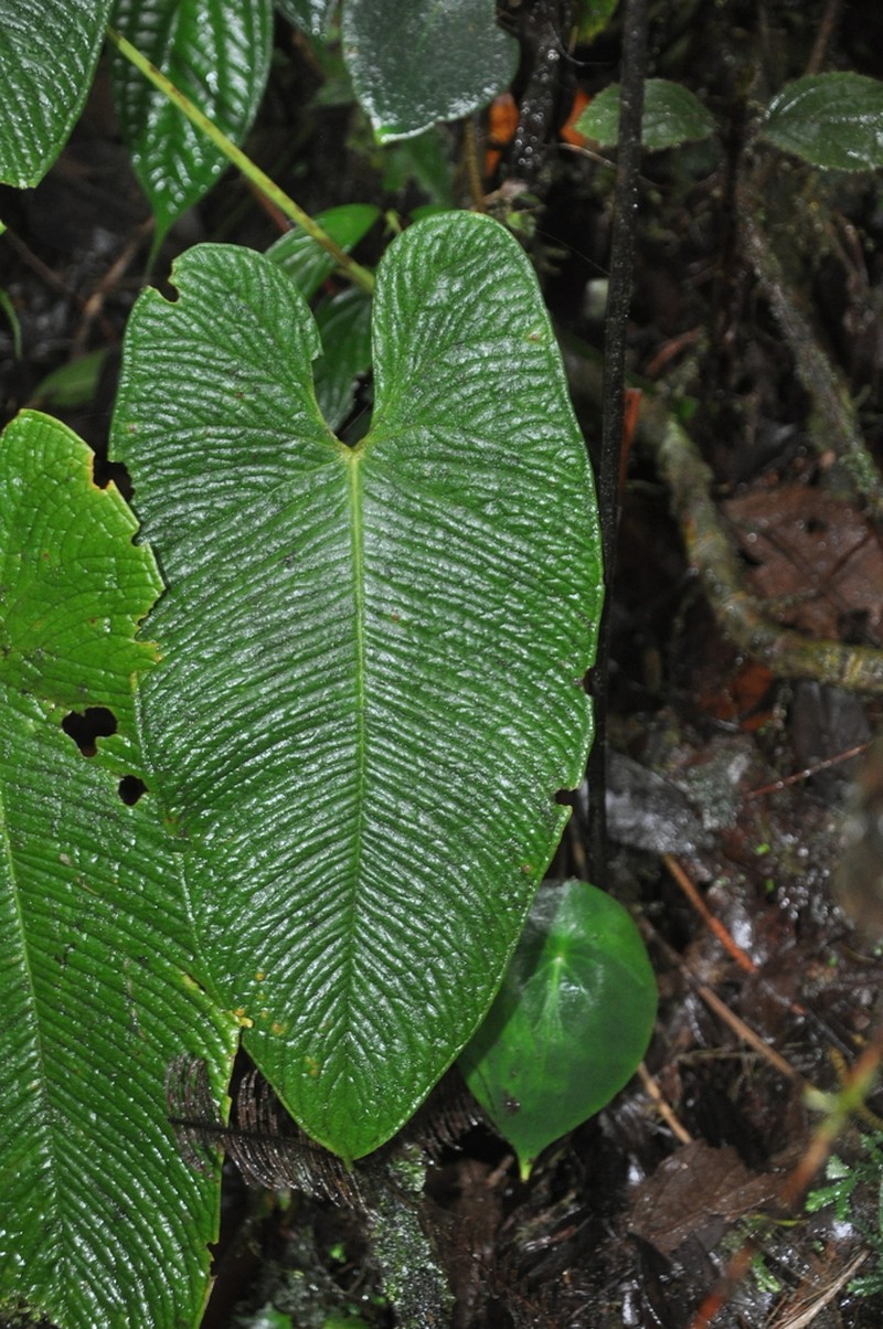 Anthurium corrugatum photo 7
