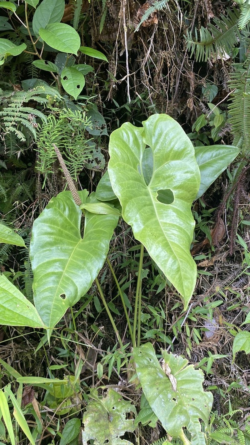 Anthurium cotobrusii
