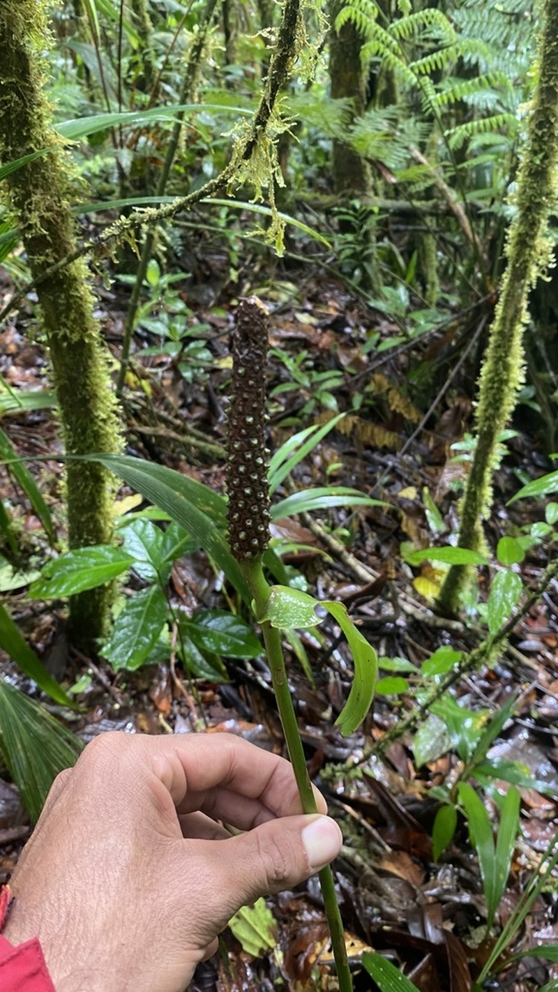 Anthurium cotobrusii photo 3
