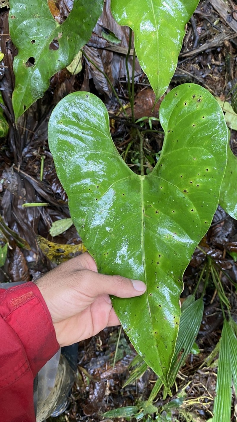 Anthurium cotobrusii photo 4