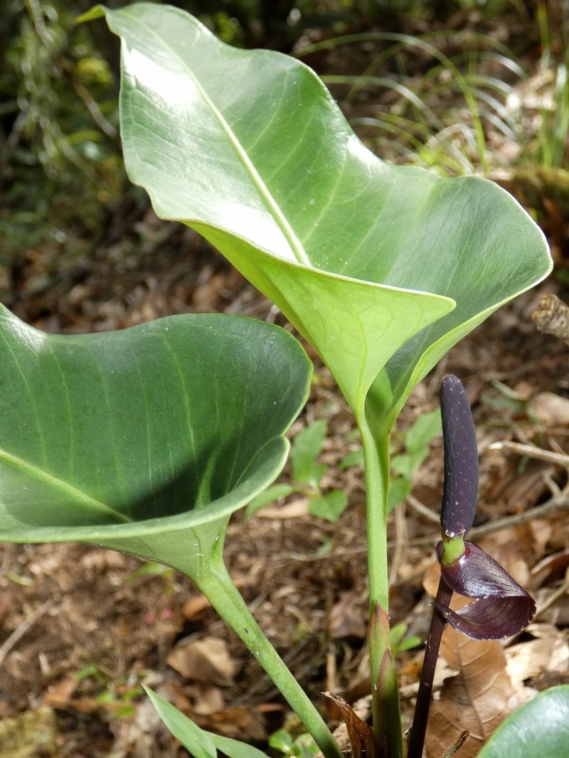 Anthurium cotobrusii photo 5
