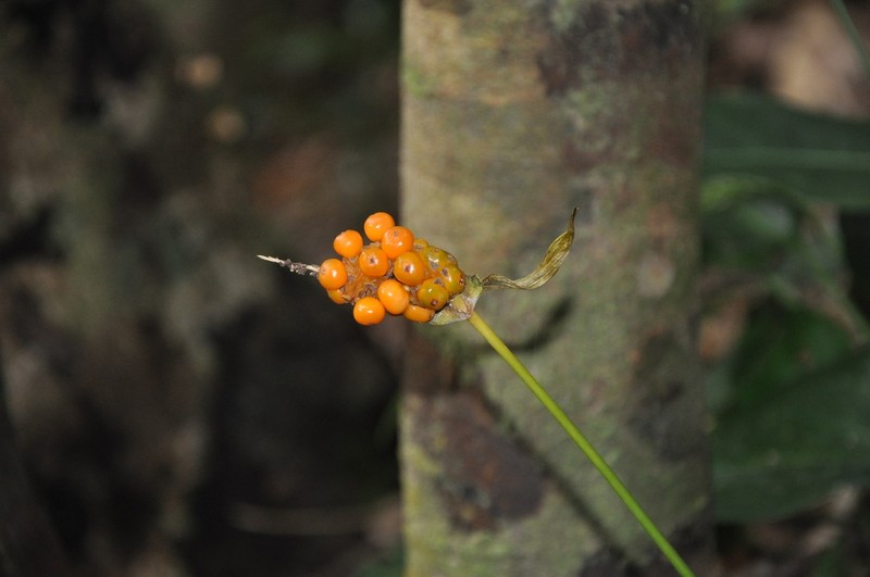 Anthurium cotobrusii photo 6