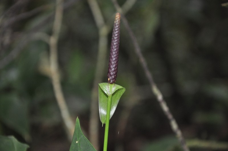 Anthurium cotobrusii photo 7