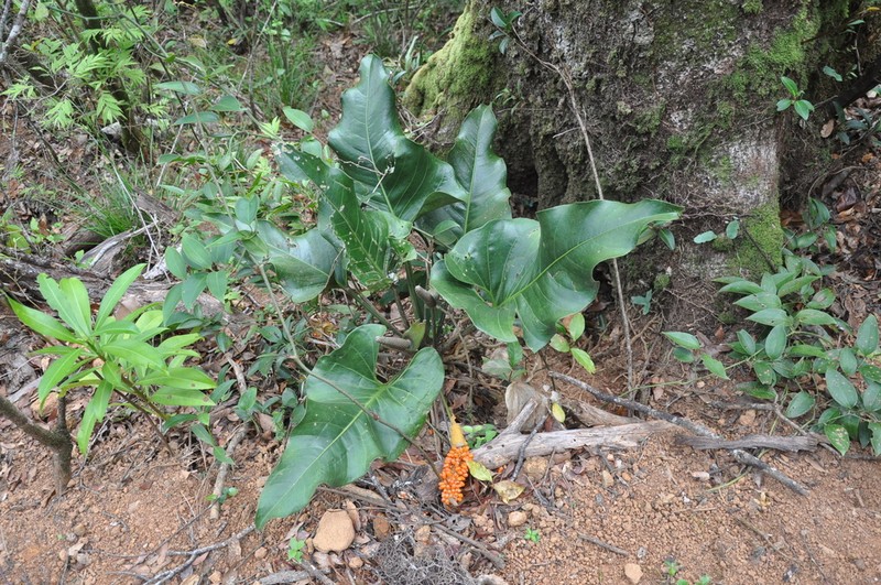 Anthurium cotobrusii photo 8