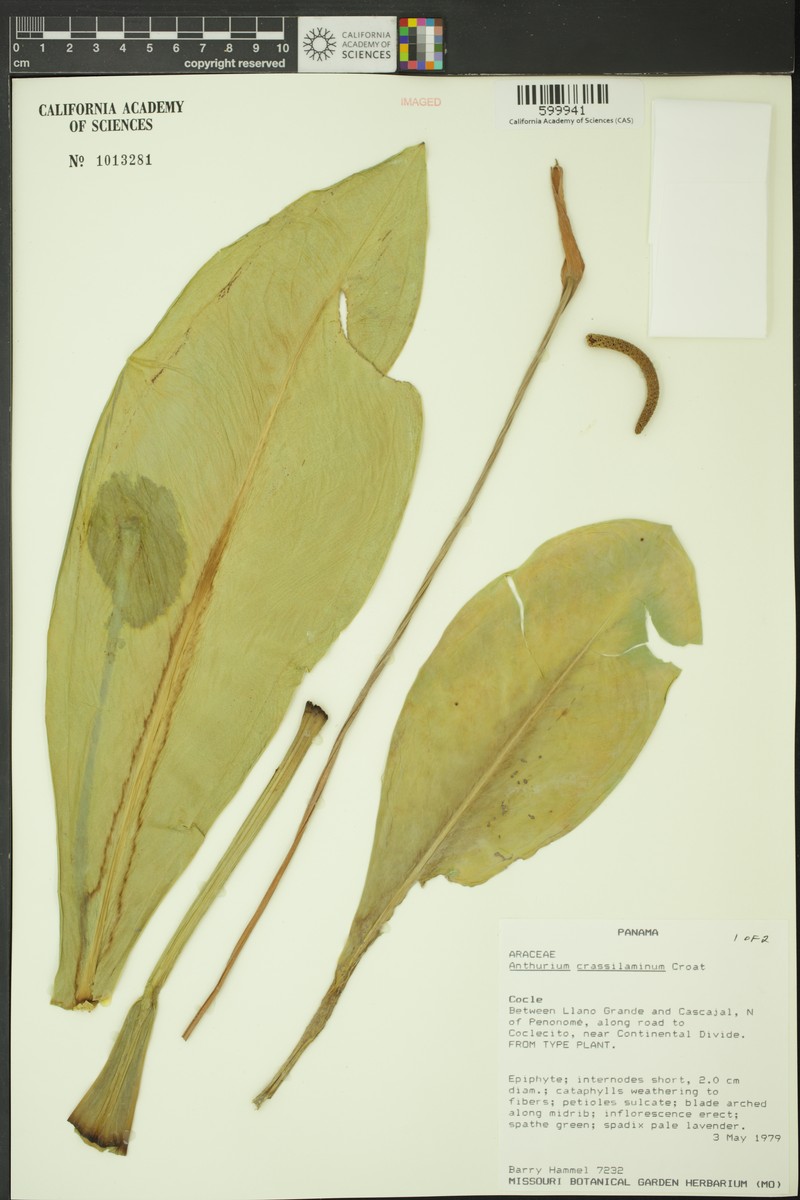 Anthurium crassilaminum