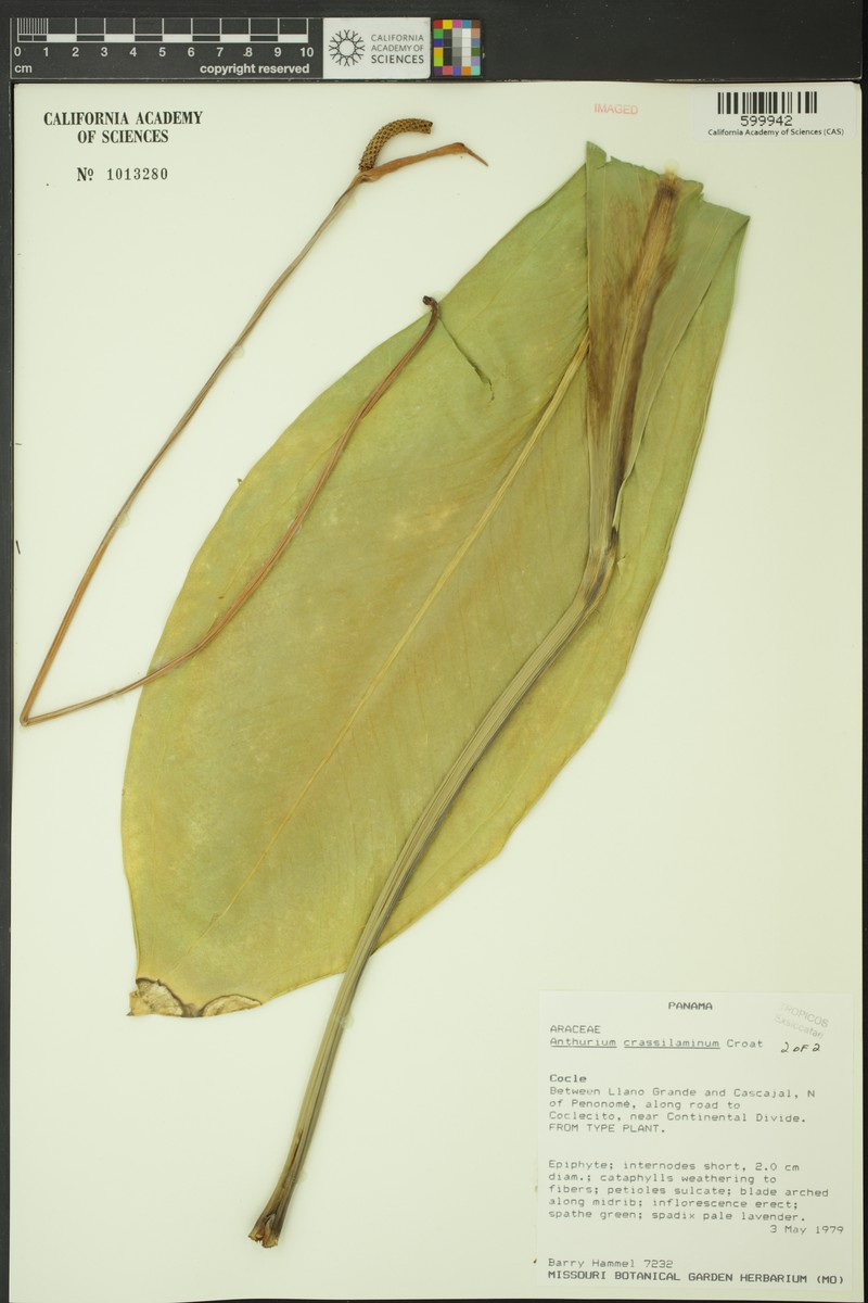 Anthurium crassilaminum photo 2