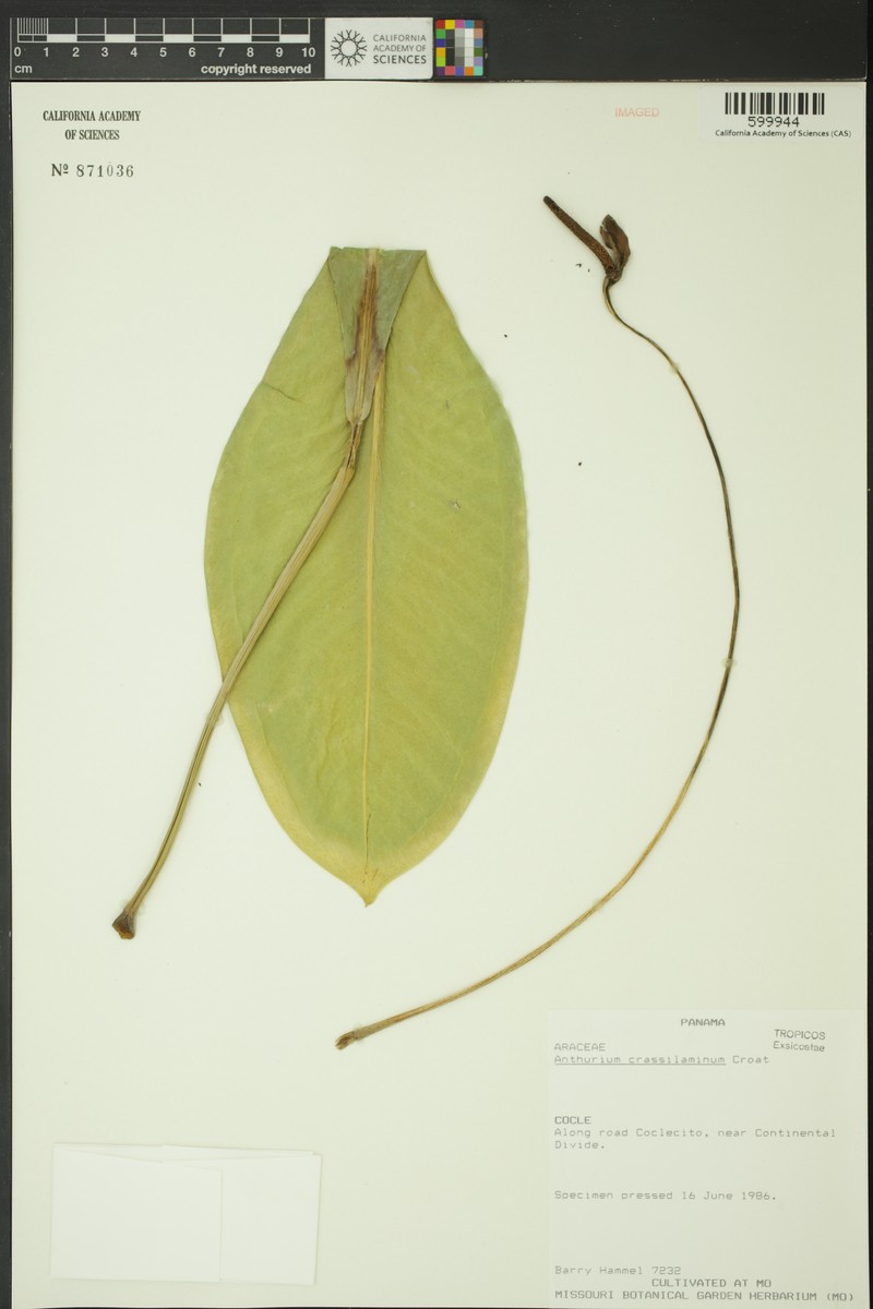 Anthurium crassilaminum photo 3