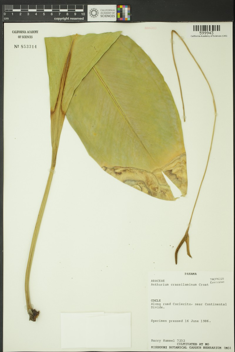 Anthurium crassilaminum photo 4