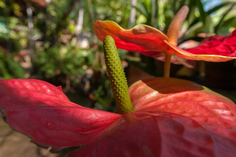 Anthurium crassinervium