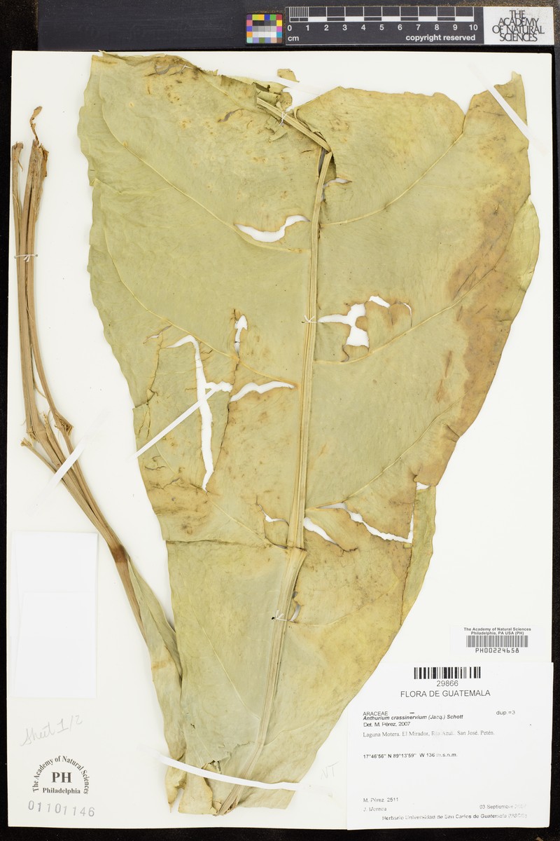 Anthurium crassinervium photo 2