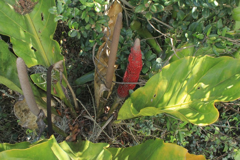 Anthurium crassinervium photo 4