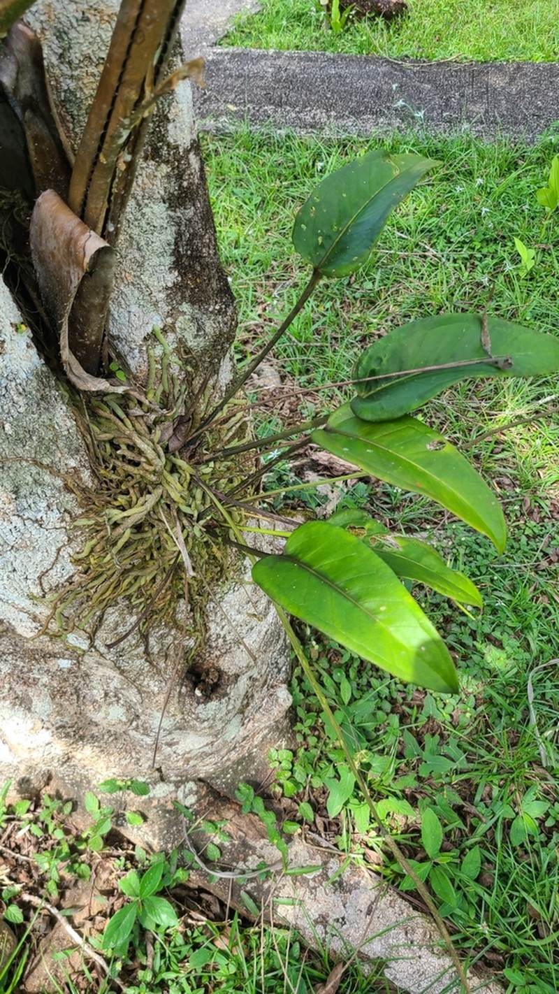 Anthurium crassiradix