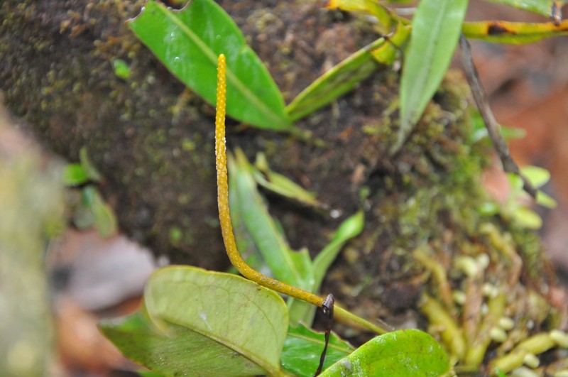Anthurium crassiradix photo 5