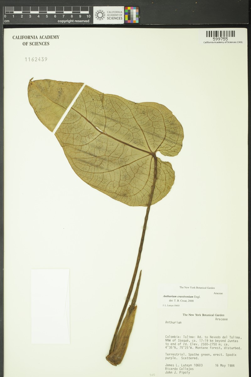Anthurium crassivenium
