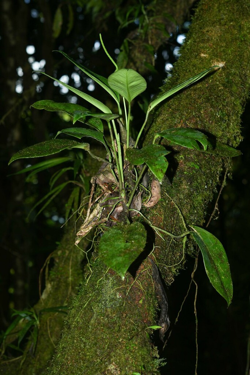 Anthurium cremersii