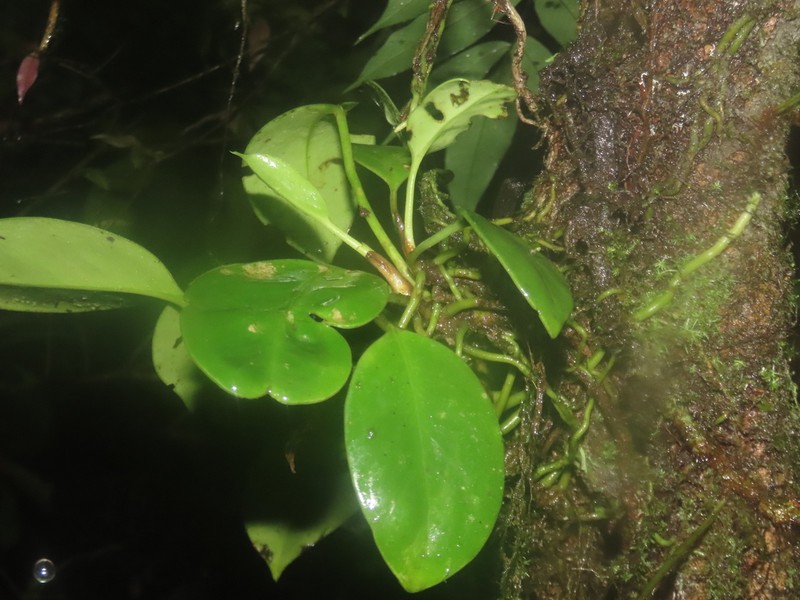 Anthurium cremersii photo 2