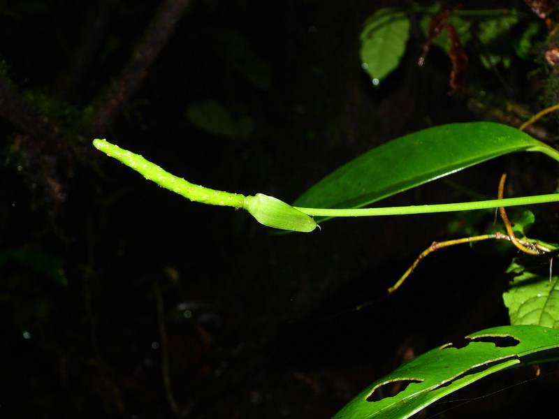 Anthurium cremersii photo 3