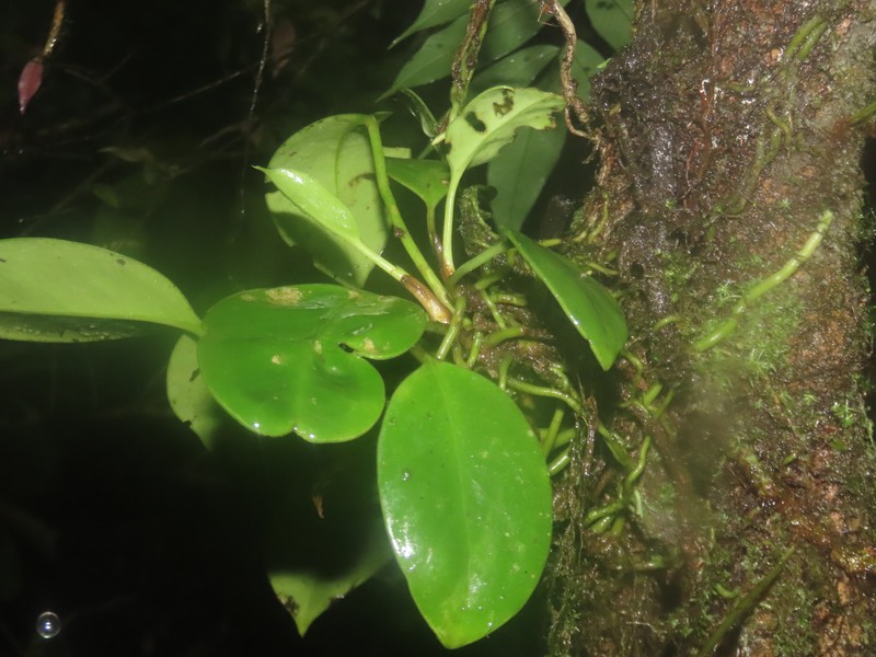 Anthurium cremersii photo 5
