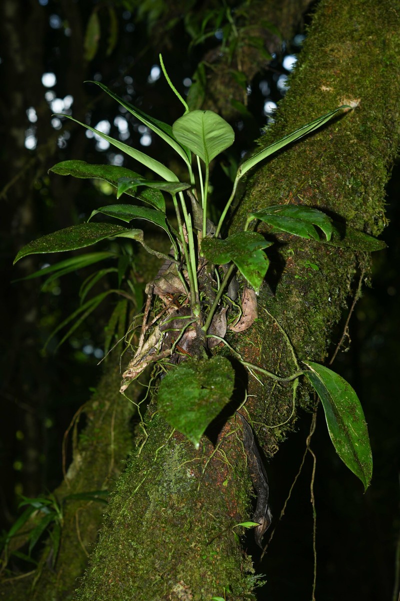 Anthurium cremersii photo 6