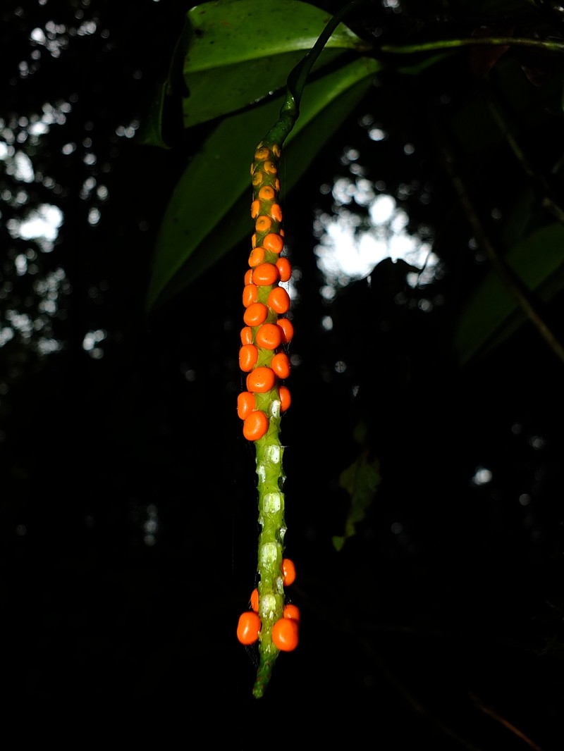 Anthurium cremersii photo 8