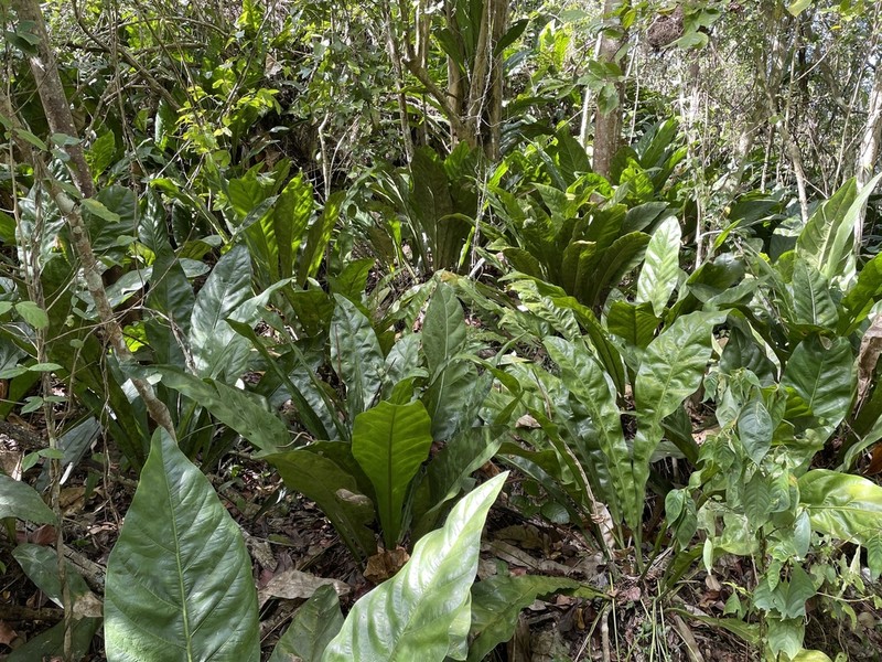 Scalloped Laceleaf photo 4