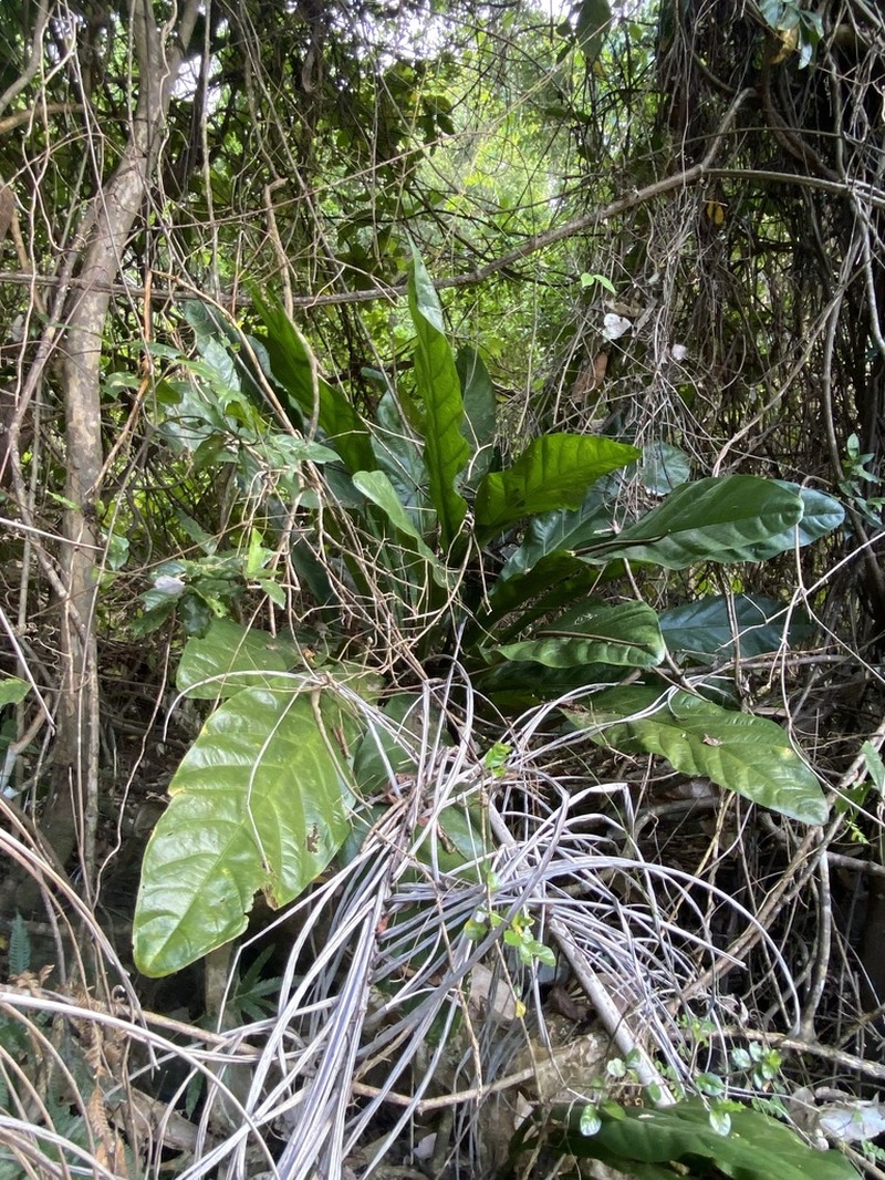 Scalloped Laceleaf photo 6
