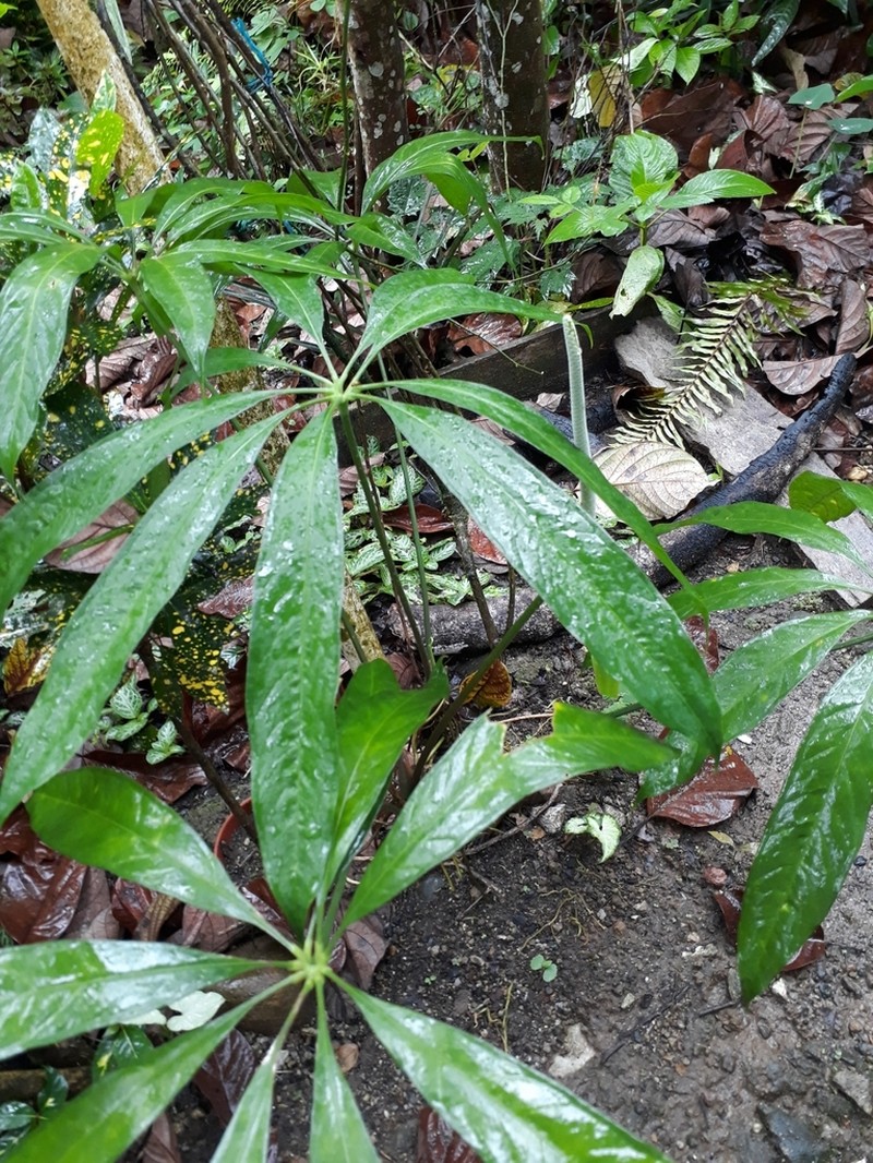 Anthurium croatii