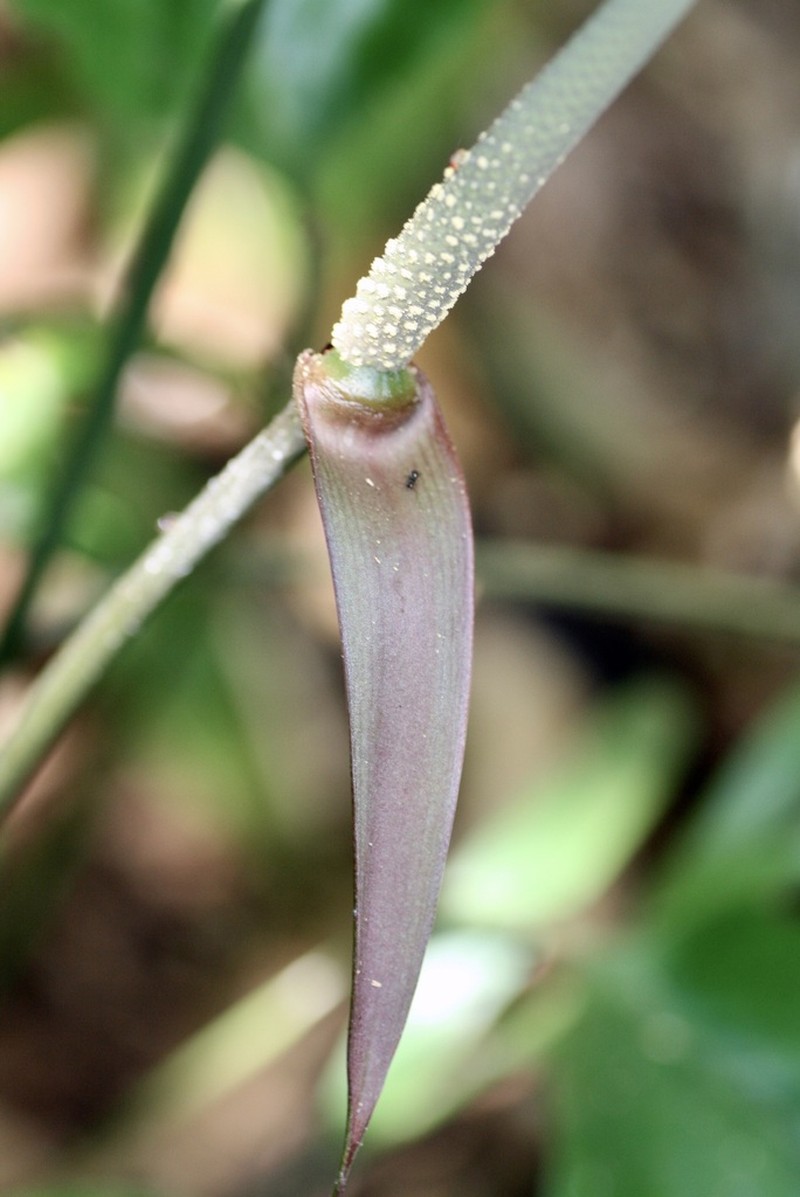 Anthurium croatii photo 2