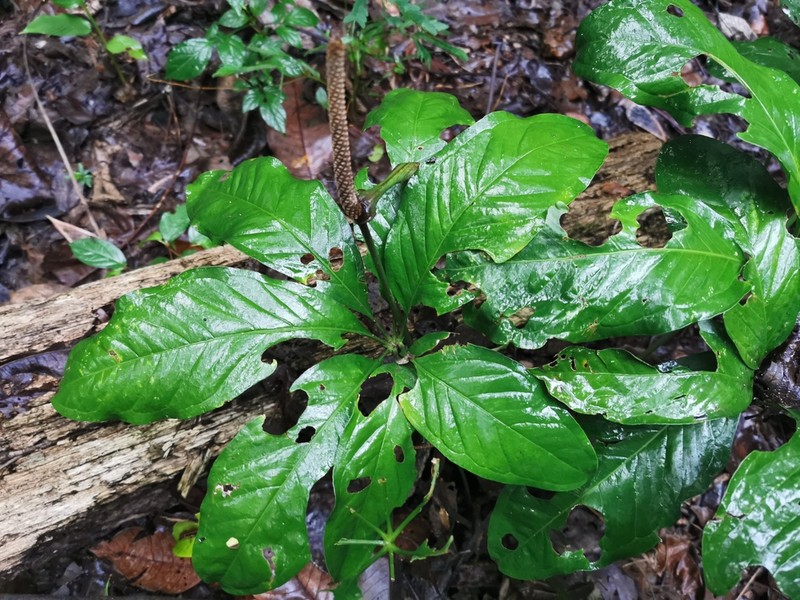Anthurium croatii photo 3