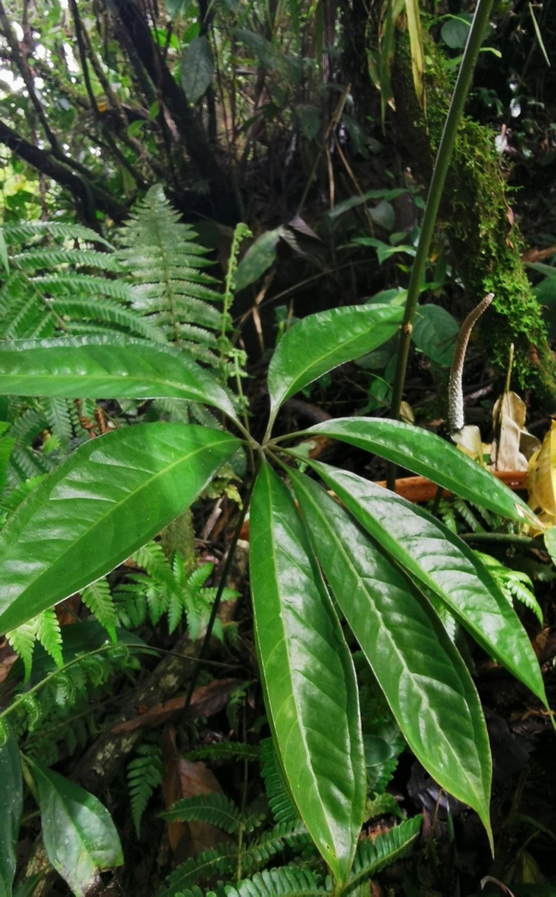 Anthurium croatii photo 4